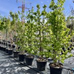 Ambrovník styraxový (Liquidambar styraciflua) - výška 280-300 cm, kont. C70L - VIACKMENNÝ